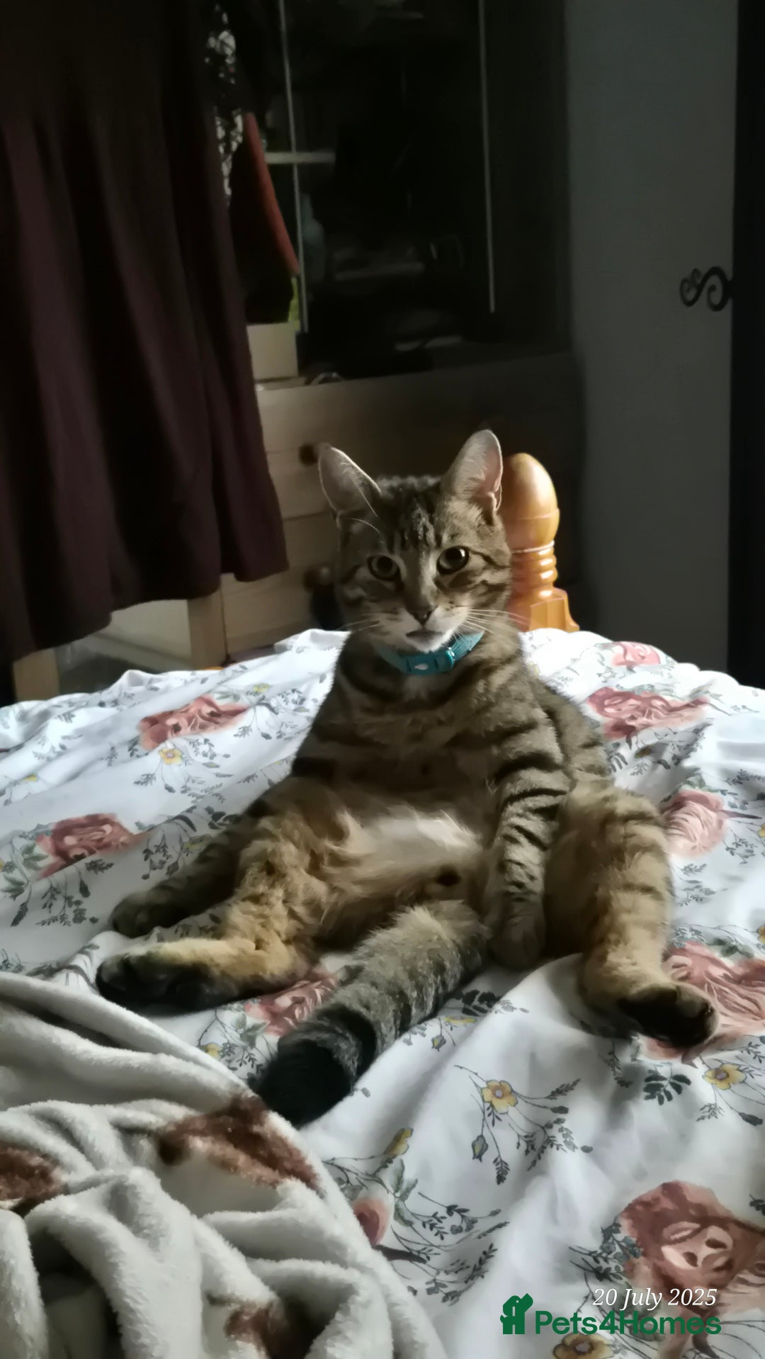 Mixed Breed cats for sale: 2 bengal x tabby cats - Image 1