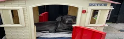 Great Dane dogs for sale: Stunning Great Dane for Rehome - Advert 9