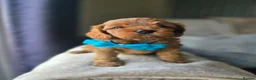 Cavapoo dogs for sale: ⭐️ F1 red toy Cavapoo puppies ⭐️ - Advert 13