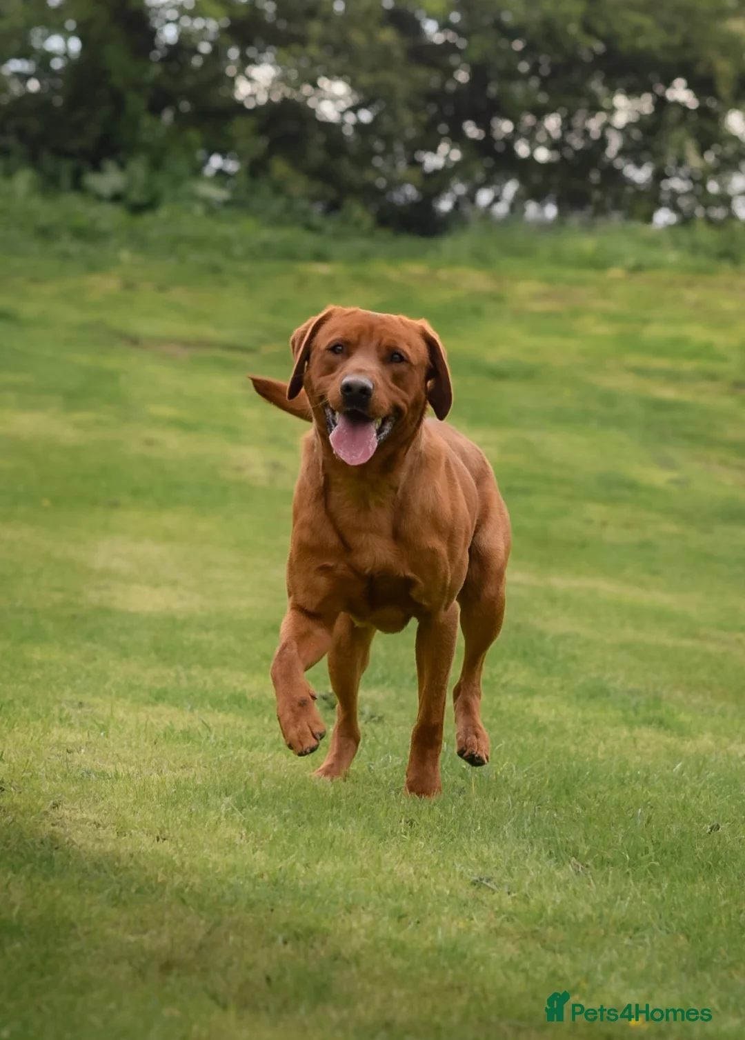 Labrador Retriever dogs for stud: Fox Red Labrador Stud Dog Available for studding - Advert 18
