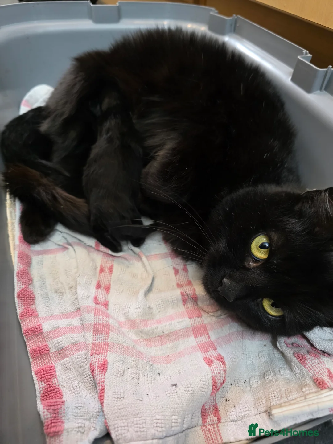 Mixed Breed cats for sale: Free - 2 all black kittens - Free - Advert 2
