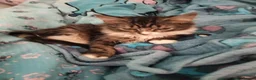 Mixed Breed cats for adoption: ❤️🐱 RAVEN & ❤️🐱 PENNY – TWO BEST FRIENDS - Advert 6