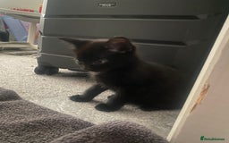 Mixed Breed cats for sale: 1 Kitty Left !  - Image 6