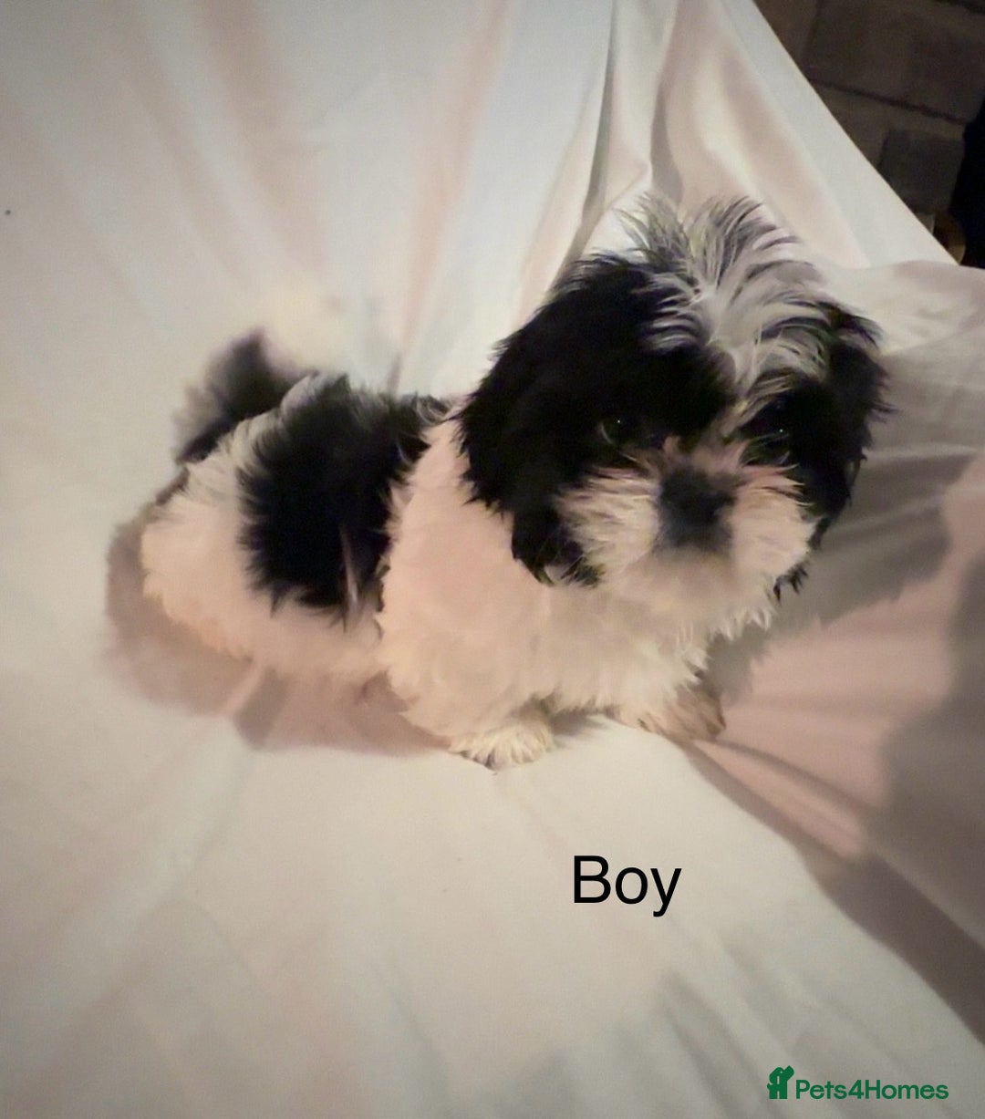Shih Tzu dogs for sale: Shih Tzu Puppy’s  - Advert 6