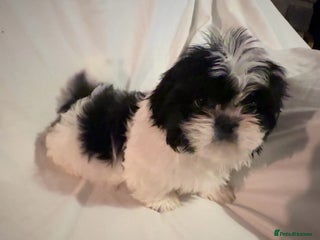 Shih Tzu dogs Shih Tzu Puppy’s - Advert 8