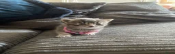 Mixed Breed cats for sale: Gorgeous Russian blue x mainecoone kittens - Advert 4