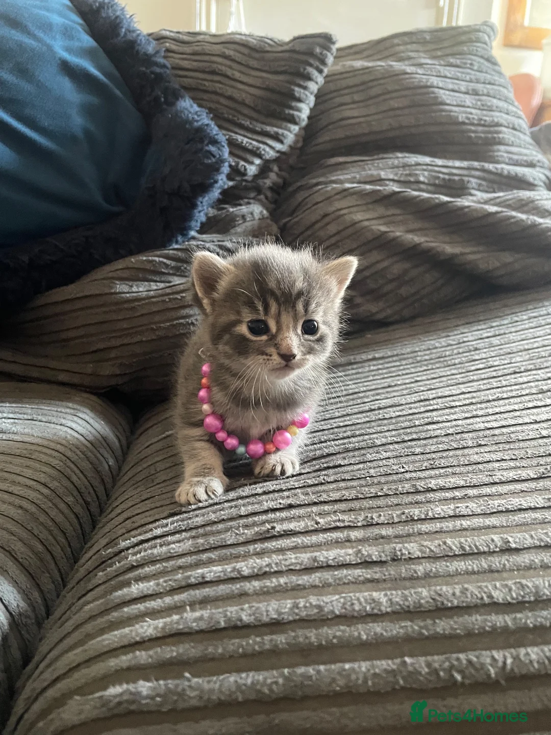 Mixed Breed cats for sale: Gorgeous Russian blue x mainecoone kittens - Advert 4