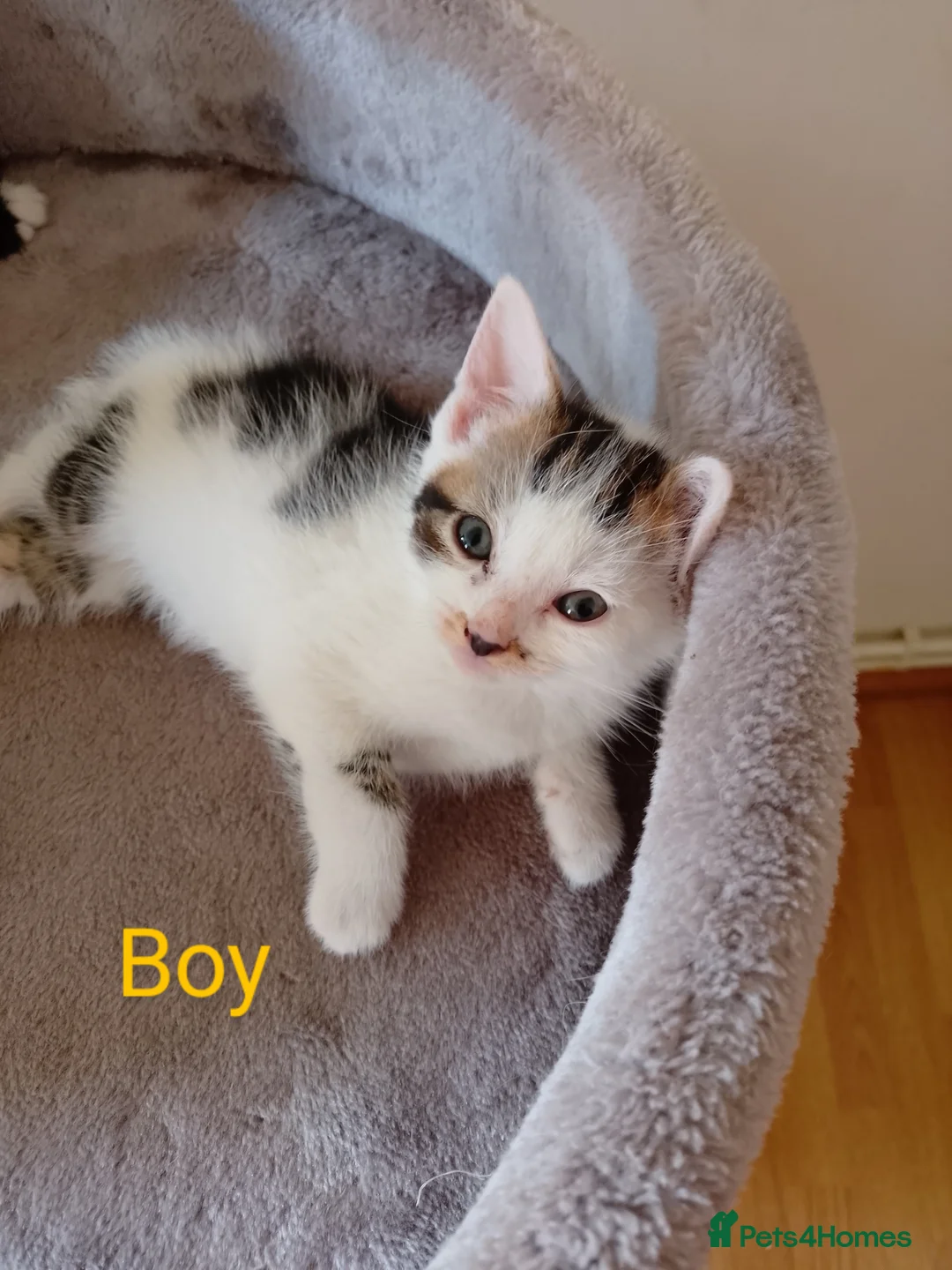 Mixed Breed cats for sale: Kitty's  in Peterborough - Advert 20