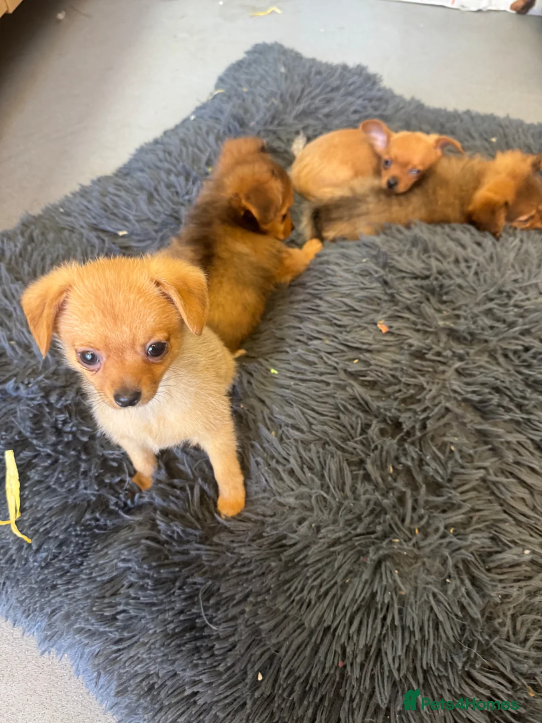 Mixed Breed dogs for sale: Pomeranian x 3 girls 3 boys  - Advert 13