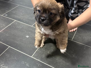 Tibetan Spaniel dogs Tibetan spaniel - Advert 1