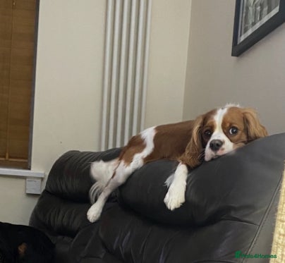 Cavalier King Charles Spaniel dogs KC DNA clear Cavalier King Charles Spaniel Stud - Advert 1