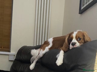 Cavalier King Charles Spaniel dogs - Advert 4