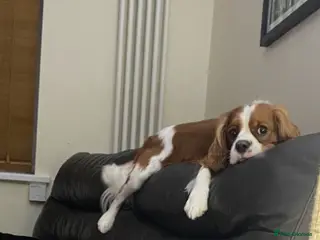 Cavalier King Charles Spaniel dogs KC, DNA, KC HEART SCHEME GREEN. Cavalier Stud - Advert 11