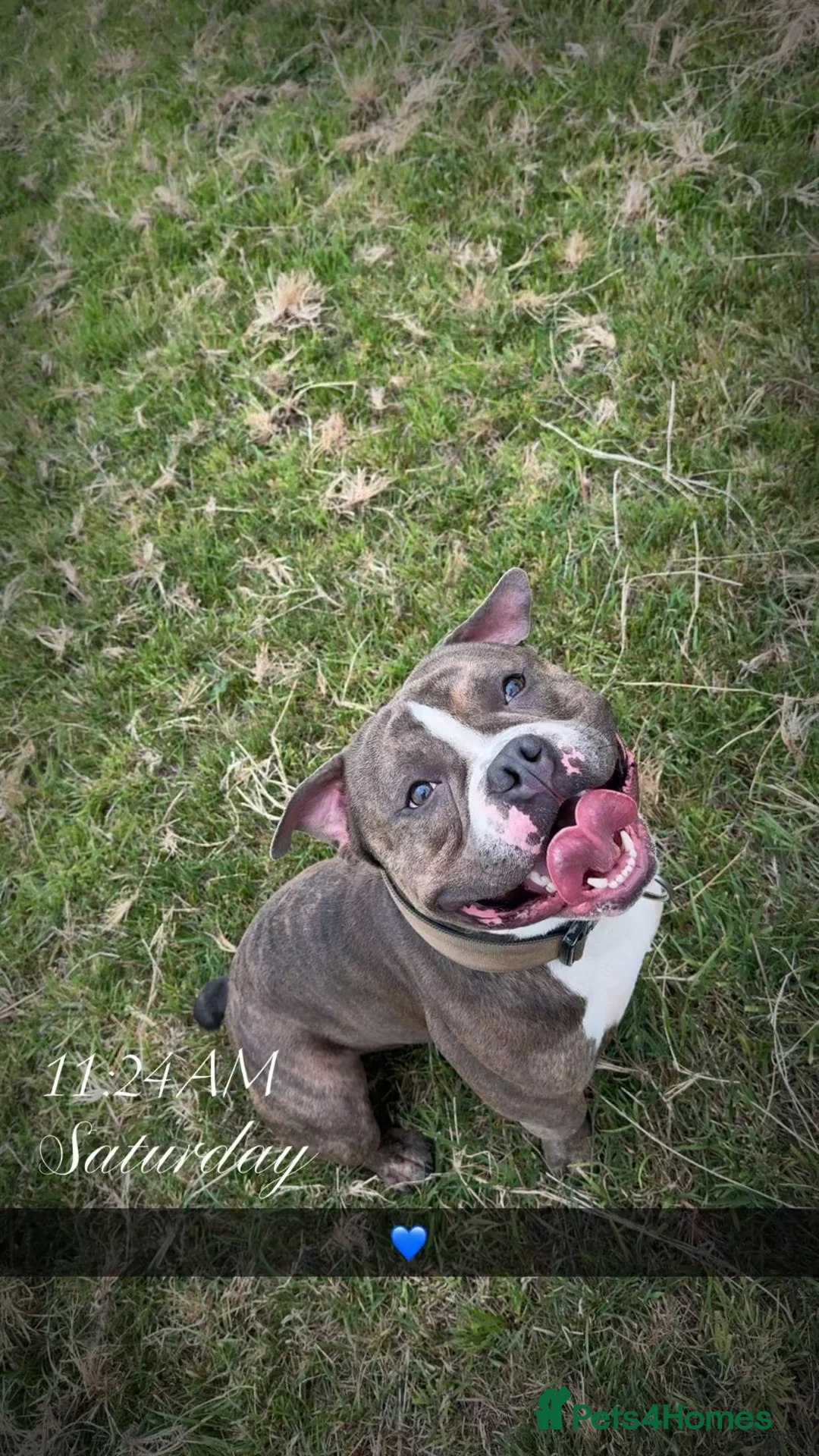 American Bully dogs for stud: Diesel 🐶 - Advert 2