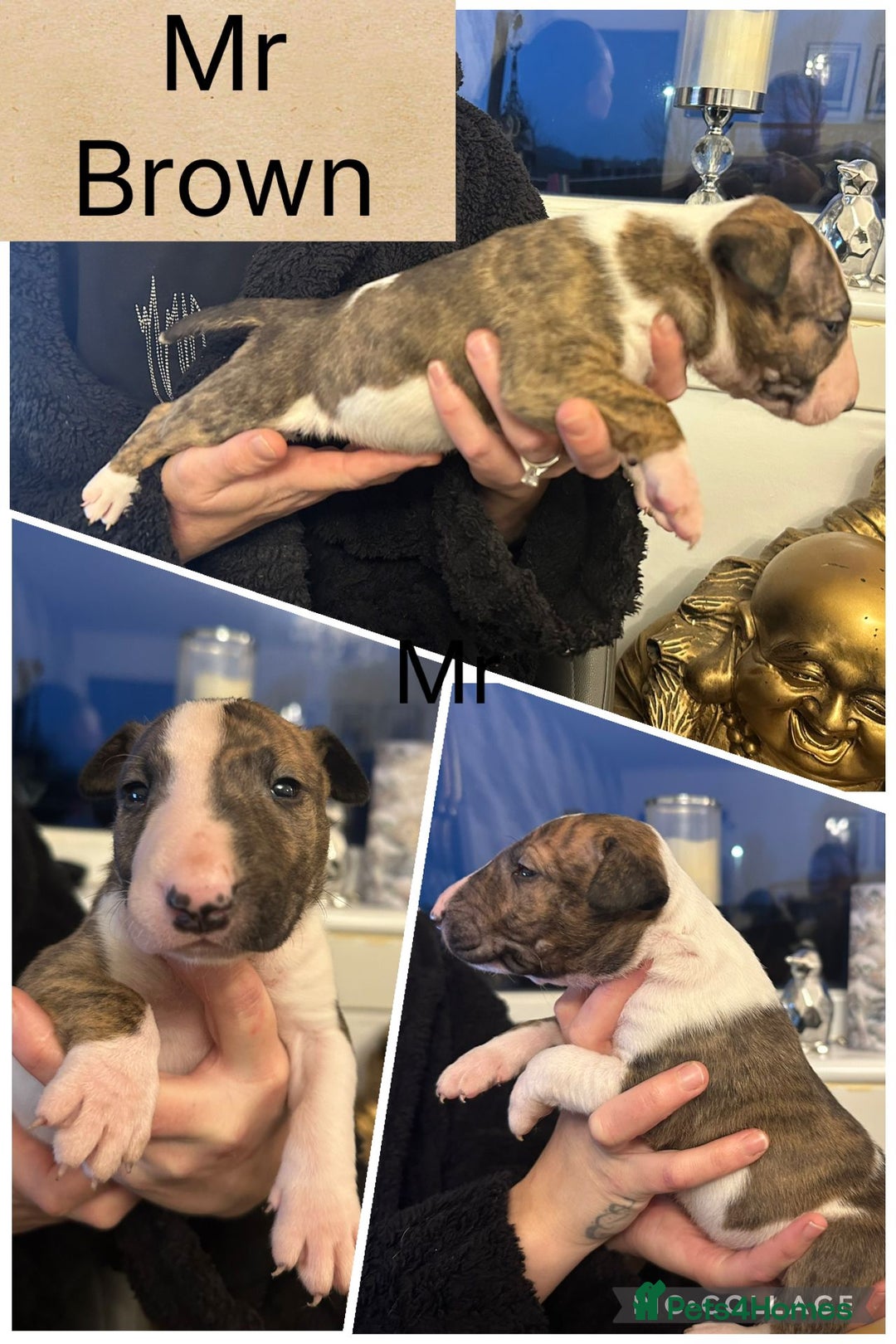 English Bull Terrier dogs for sale: Champion bloodline English bullterrier puppys. - Advert 10
