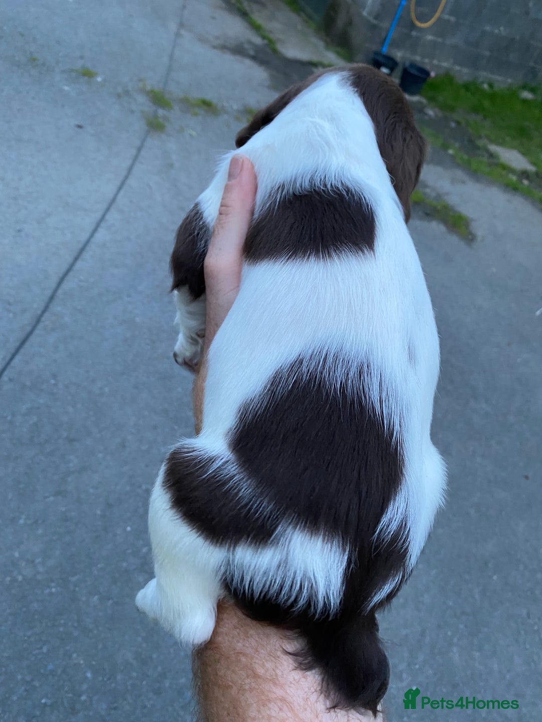 English Springer Spaniel dogs for sale: Last 2!! KC Reg Springer Spaniel Puppies - Image 8