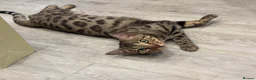 Bengal cats for sale: bengal - Advert 3