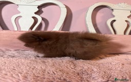 Pomeranian dogs for sale: Quality Chocolate Small Chocolate Teddy Bear - Image 9