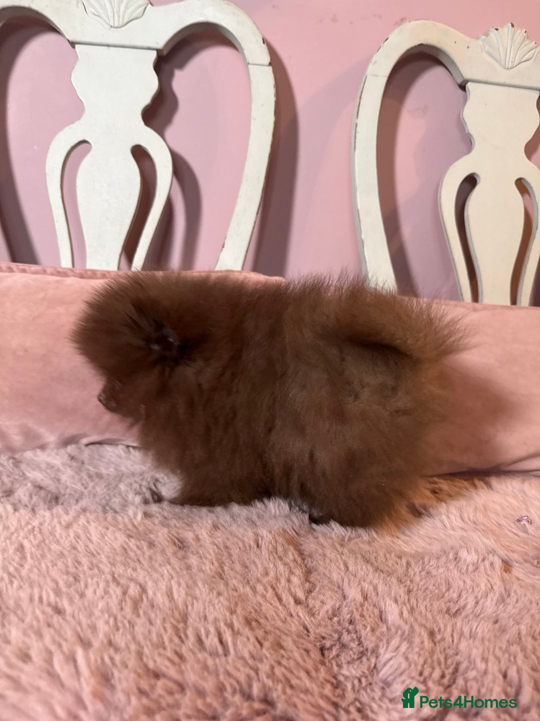 Pomeranian dogs for sale: Quality Chocolate Small Chocolate Teddy Bear - Image 9