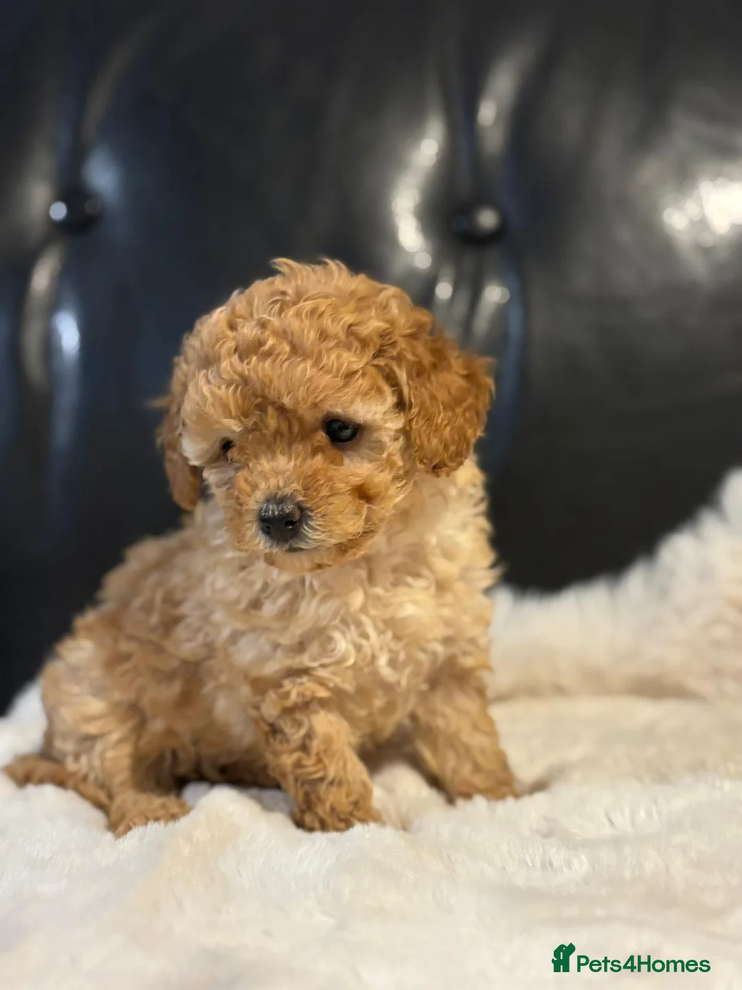 Toy Poodle dogs for sale: Stunning litter of toy poodles  - Advert 7