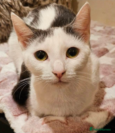 Mixed Breed cats Sky   - Advert 1