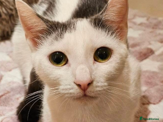 Mixed Breed cats Sky - Advert 1