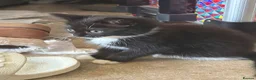 Mixed Breed cats for sale: Kittens  - Advert 4