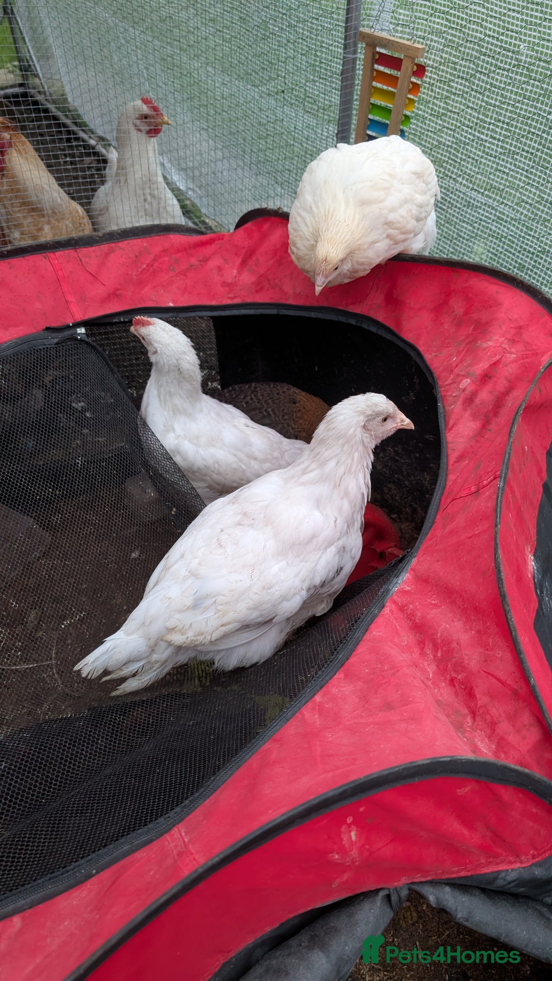 Chickens poultry for sale: 3 x 8 week old bantam chicks - Advert 5