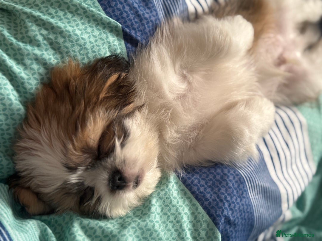 Shih Tzu dogs for sale: Beautiful Shih Tzu puppy for sale  - Advert 8