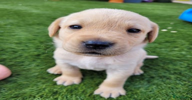 Labrador Retriever dogs in Walton-on-Thames - Advert 11