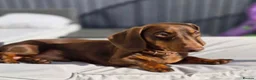 Miniature Dachshund dogs for sale: Miniature Dachshund  - Advert 2