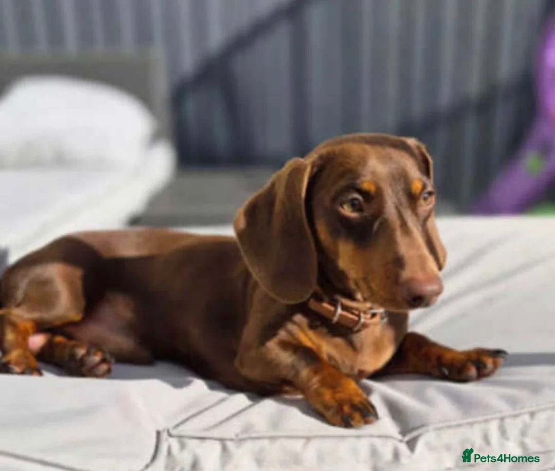 Miniature Dachshund dogs for sale: Miniature Dachshund  - Advert 2