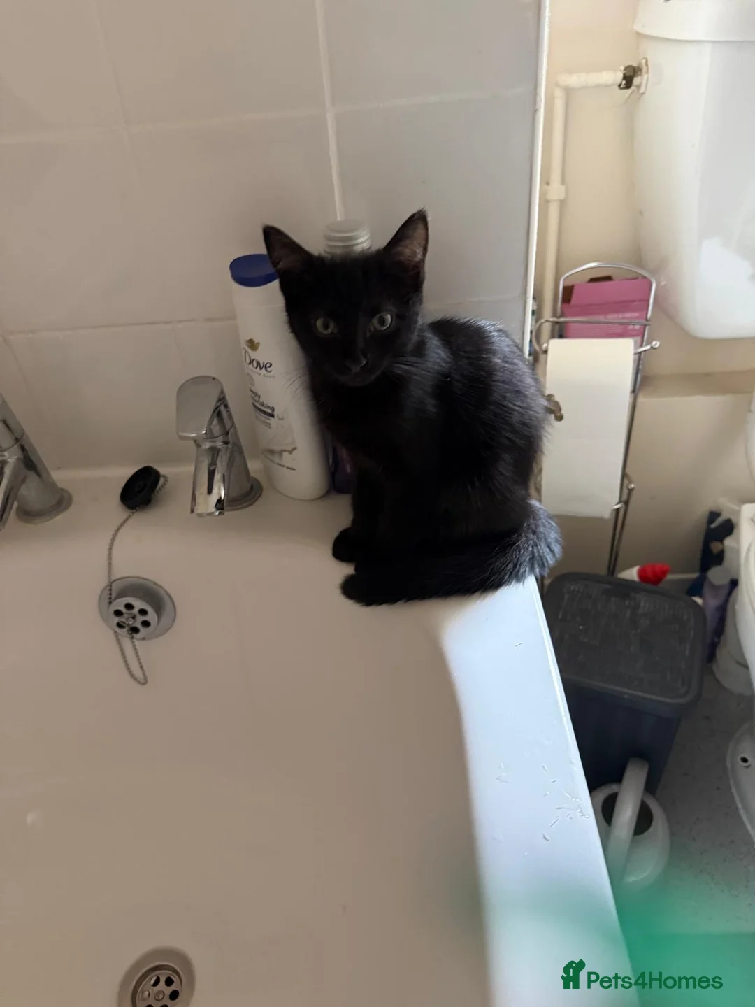 Mixed Breed cats for sale: Lucy looking forever home in Southampton - Advert 4
