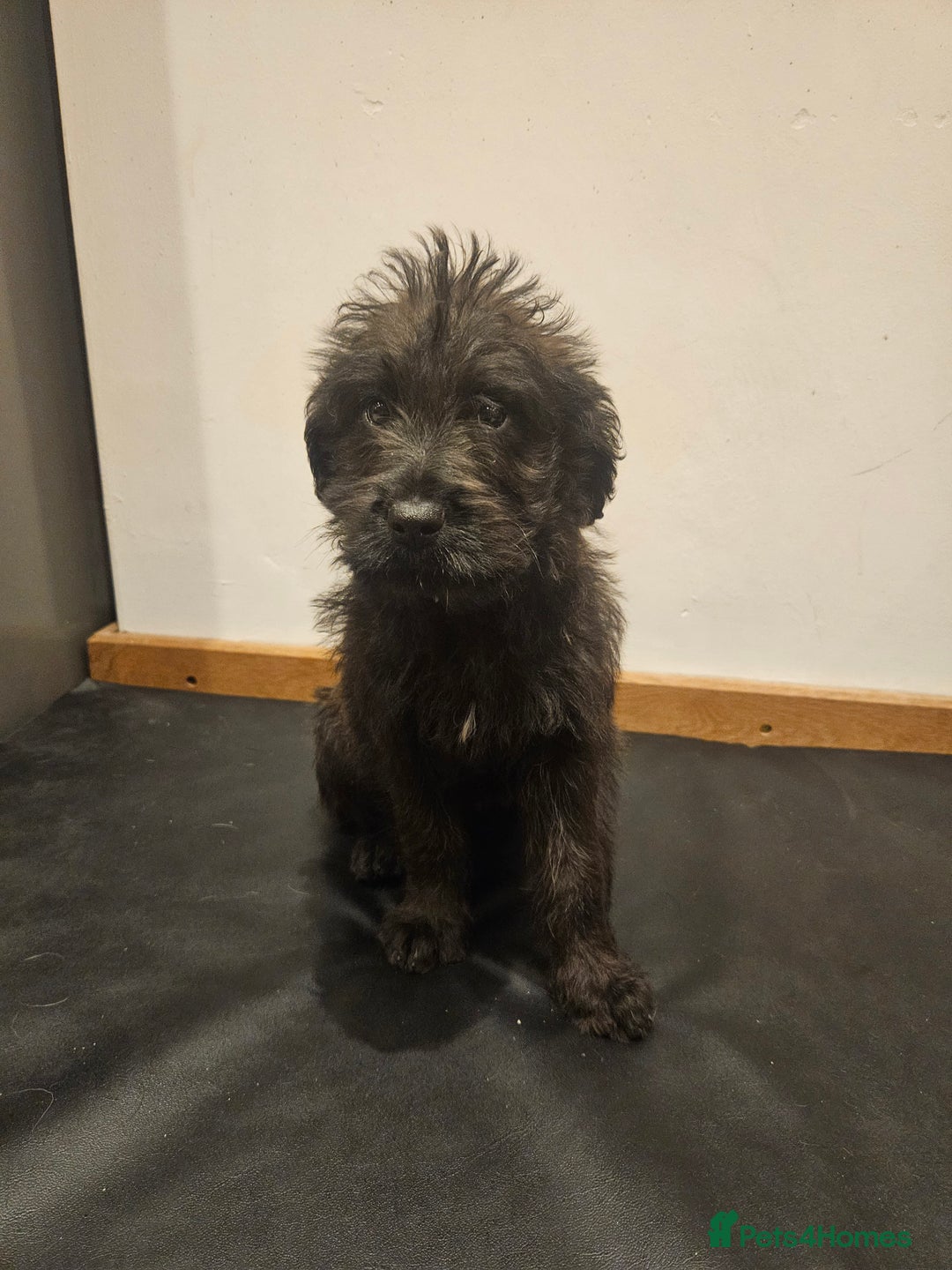 Mixed Breed dogs for sale: Rottweiler x poodle puppies ✨️ready now✨️ - Advert 22