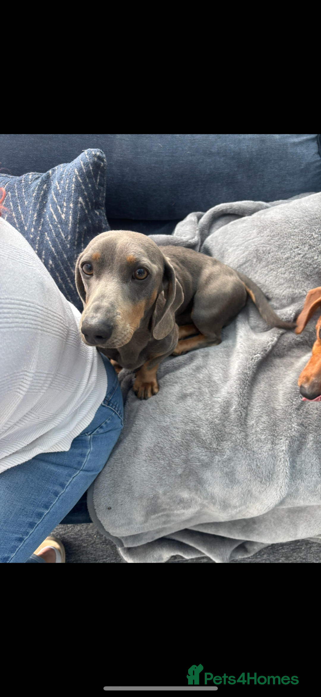 Dachshund dogs for sale: Lilac midi dachshund  - Advert 7