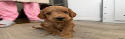 Cockapoo dogs for sale: F1 cockapoo for sale - Advert 19