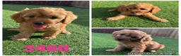 Cockapoo dogs for sale: Beautiful F1 TOY Cockapoos - Advert 4