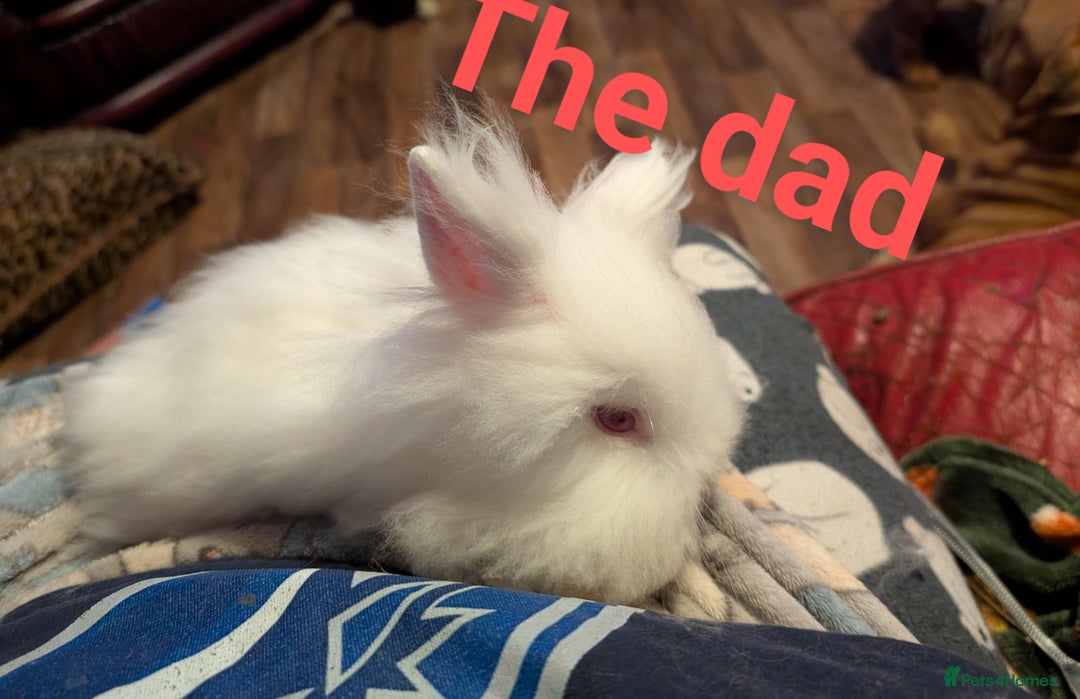 Lionhead rabbits for sale: Lion head and mini lop pair - Image 2