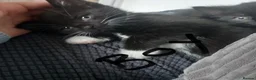 Mixed Breed cats for sale: 2 beautiful kittens £20 - Advert 2