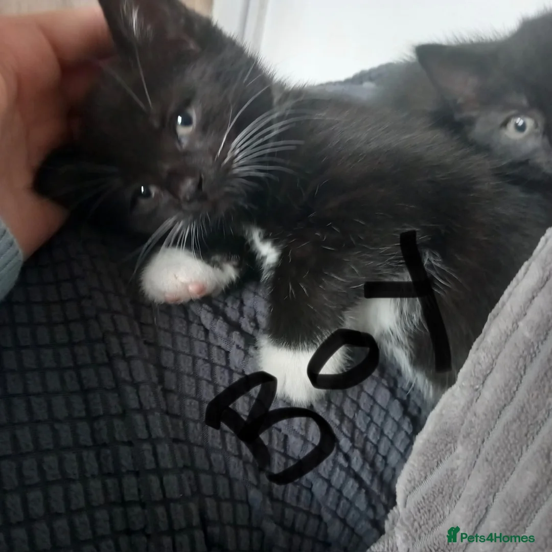 Mixed Breed cats for sale: 2 beautiful kittens £20 - Advert 2