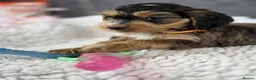 Cockapoo dogs for sale: Stunning Cockapoo Pups- Last Girl and 2 Boys - Advert 3