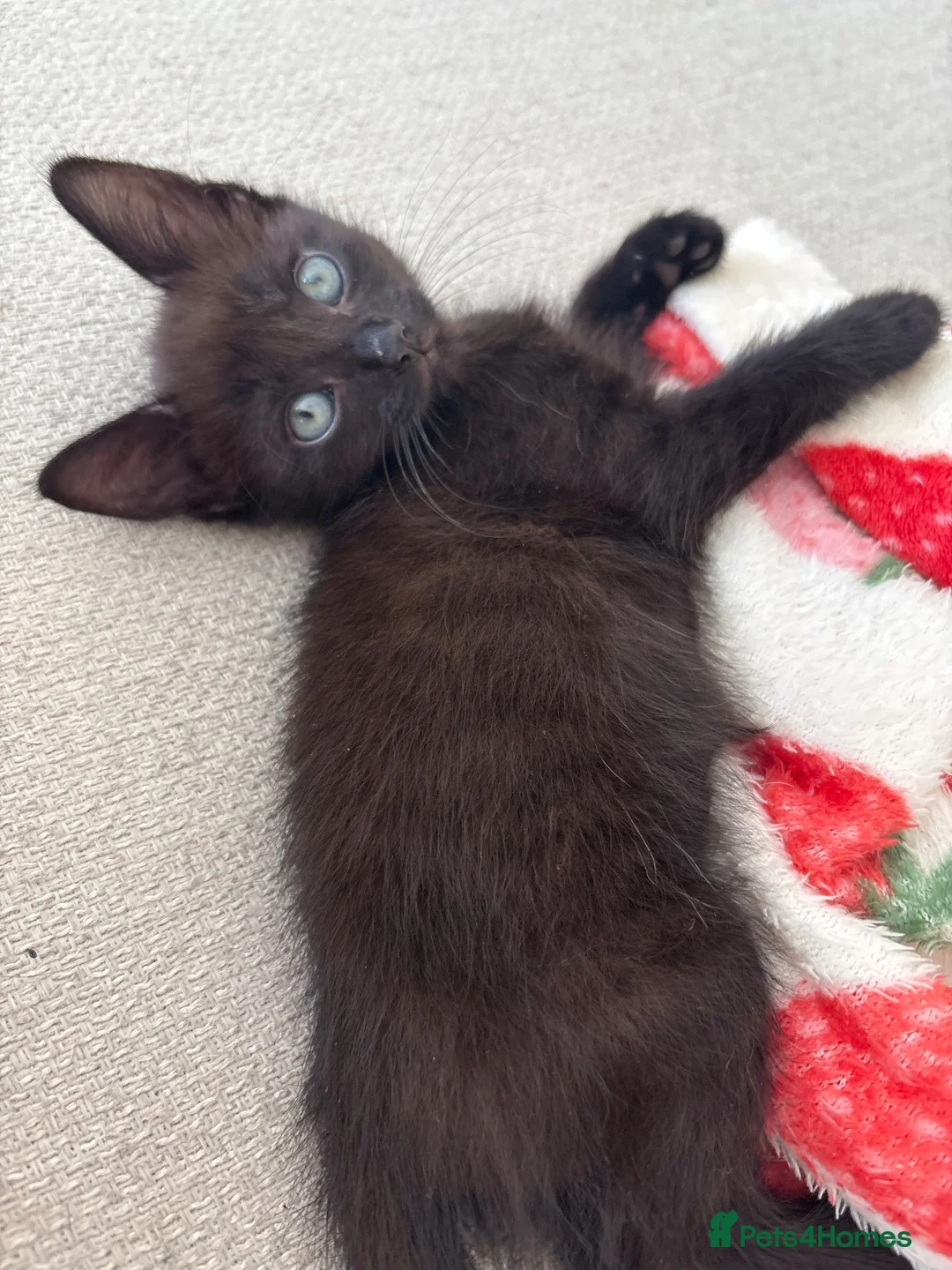 Mixed Breed cats for sale: Beautiful Kitten  - Advert 1