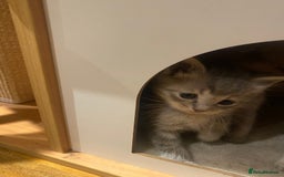 Siberian cats for sale: EXCLUSIVE Siberian Neva Masquerade-Luxury Lineage - Image 27
