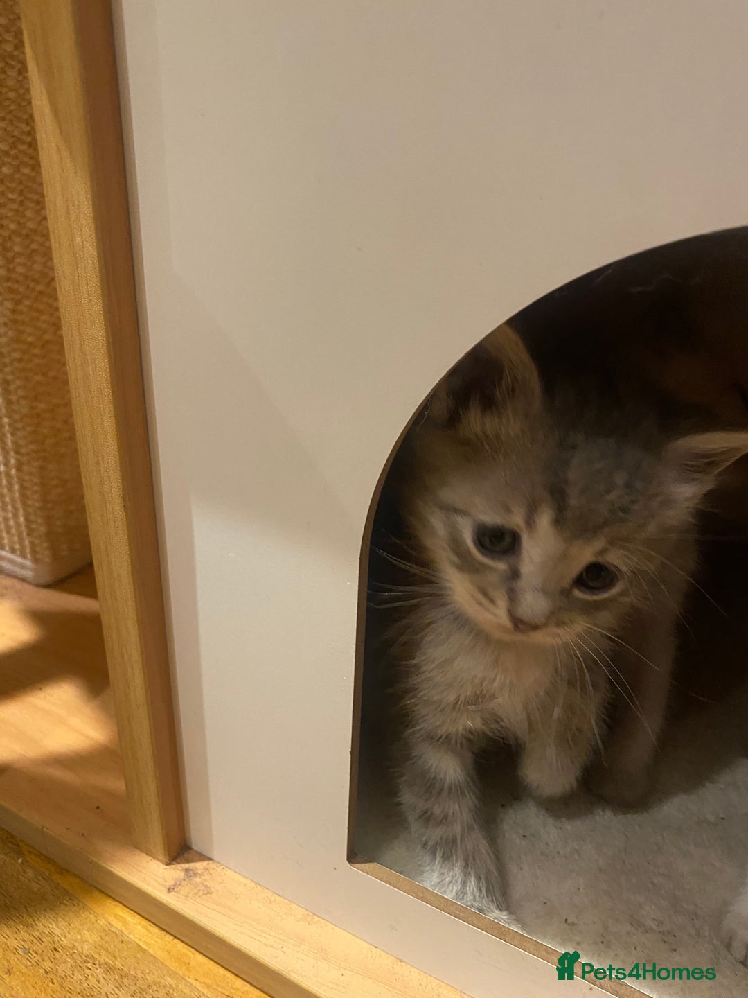 Siberian cats for sale: EXCLUSIVE Siberian Neva Masquerade-Luxury Lineage - Image 27