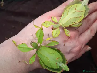 Mixed Breed invertebrates Insects and Isopods for sale - Advert 1
