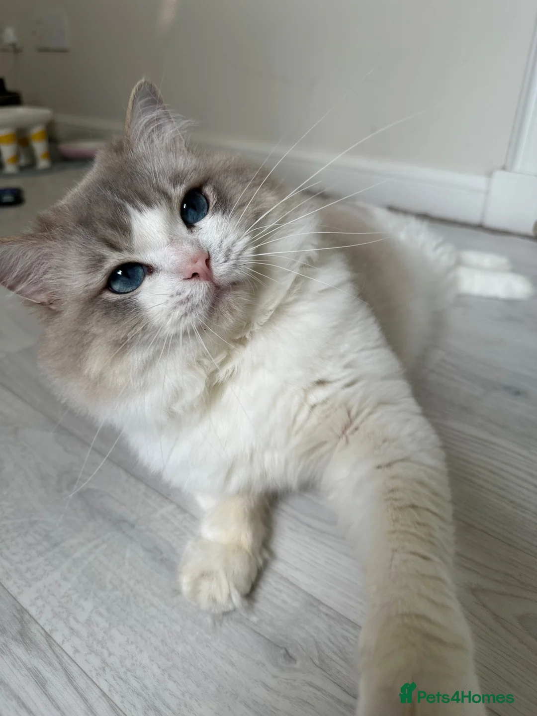 Ragdoll cats for stud: Ragdoll stud  - Advert 2
