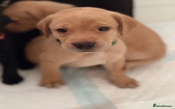 Labrador Retriever dogs for sale: Beautiful KC registered Labrador puppies - Image 11