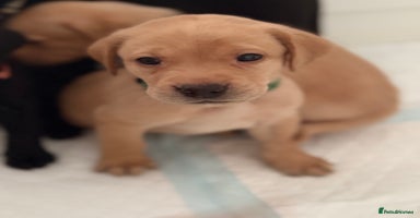 Labrador Retriever dogs - Advert 14