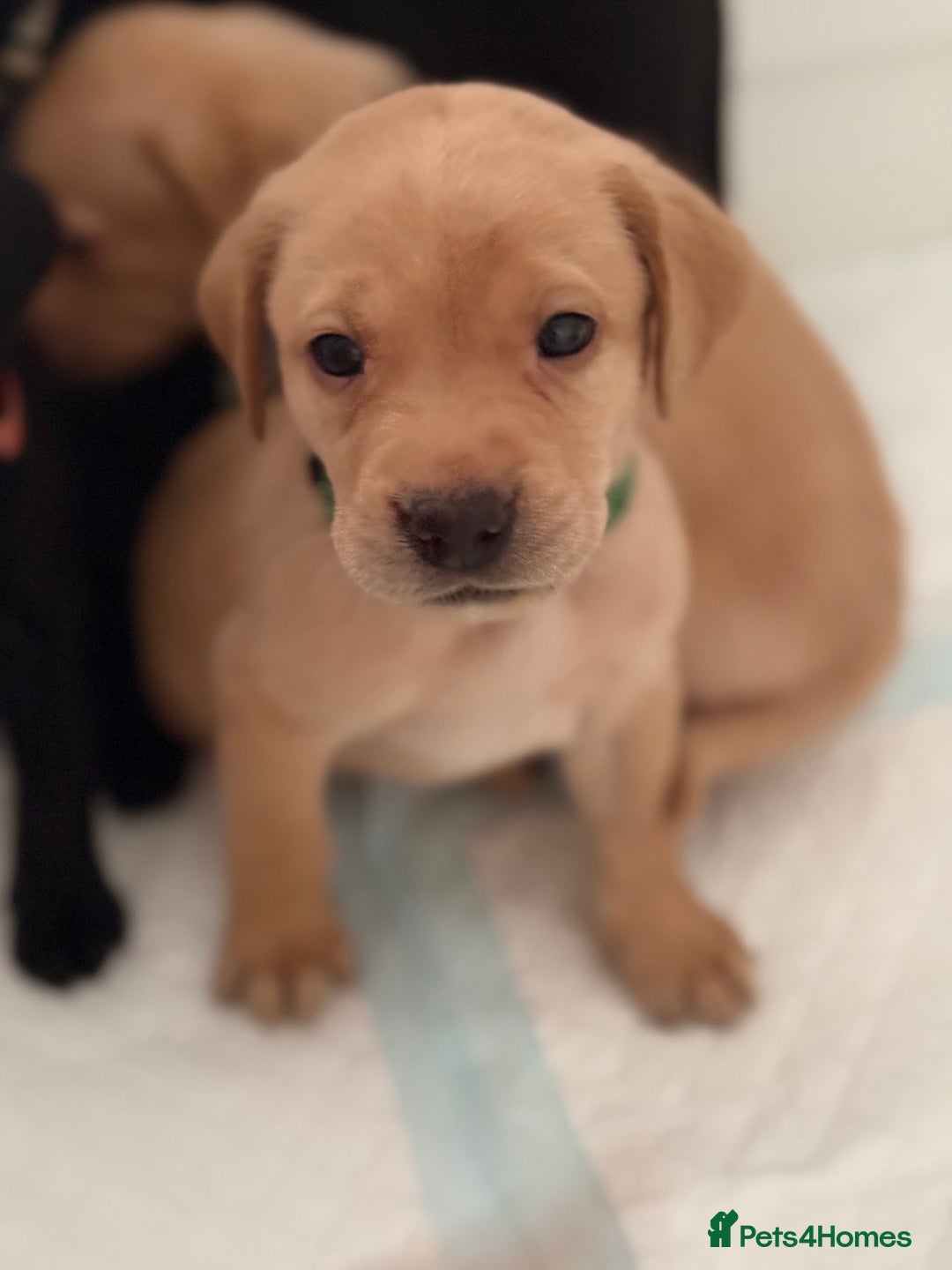 Labrador Retriever dogs for sale: Beautiful KC registered Labrador puppies - Image 11