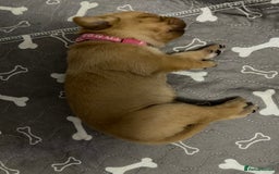 Labrador Retriever dogs for sale: Stunning fox-red labs 4boys left for sale  - Image 5
